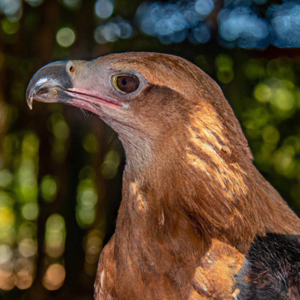 El águila Arpía Es Una De Las Aves Rapaces Más Grandes Del Mundo Y Se Encuentra En Las Selvas Tropicales De América Central Y Del Sur.