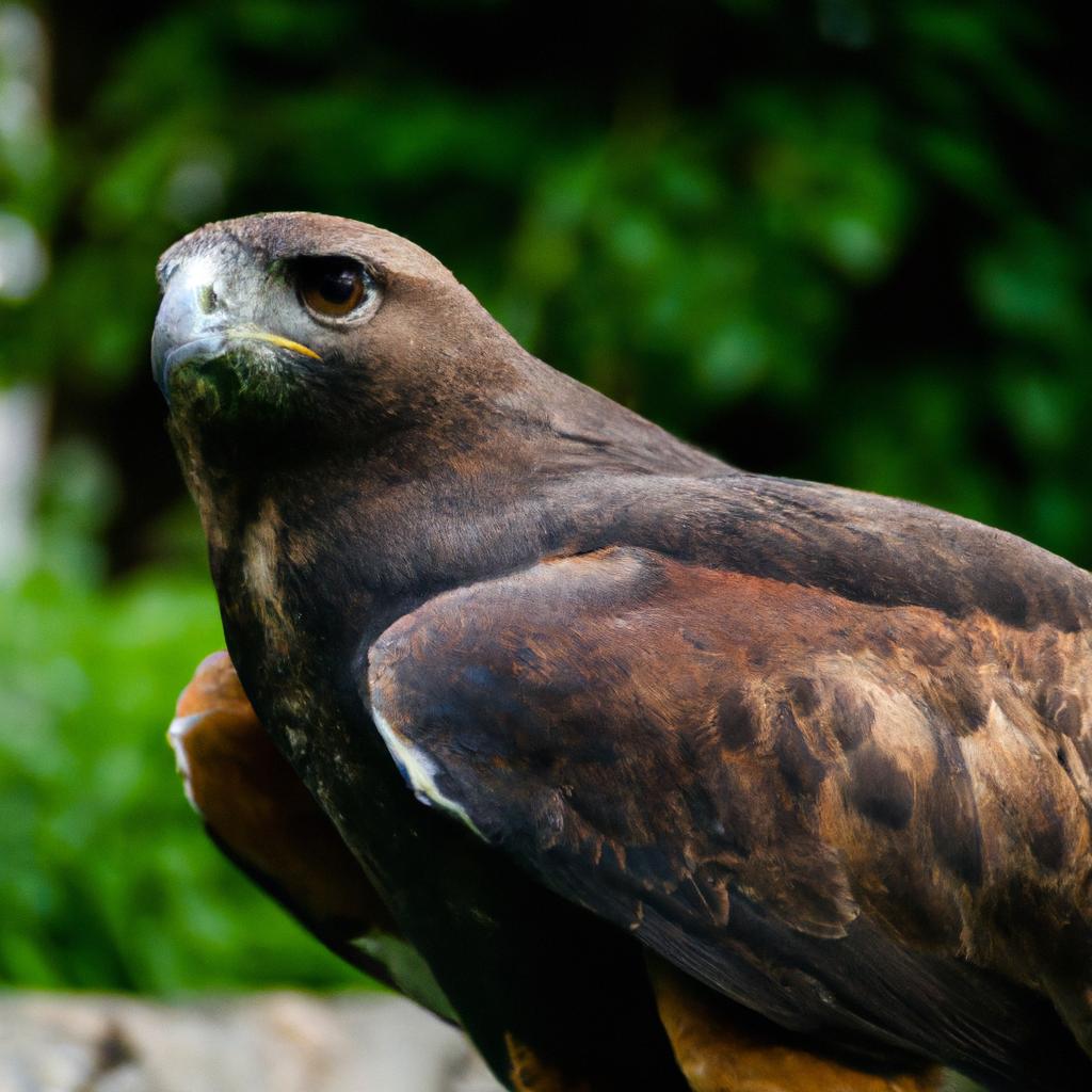 El águila Arpía Es Uno De Los águilas Más Grandes Del Mundo Y Se Encuentra En Las Selvas De América Central Y Del Sur.