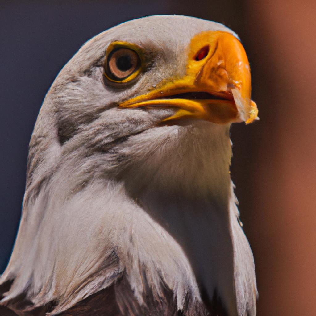 El águila Calva Es El Ave Nacional De Estados Unidos Y Se Encuentra Principalmente En América Del Norte.