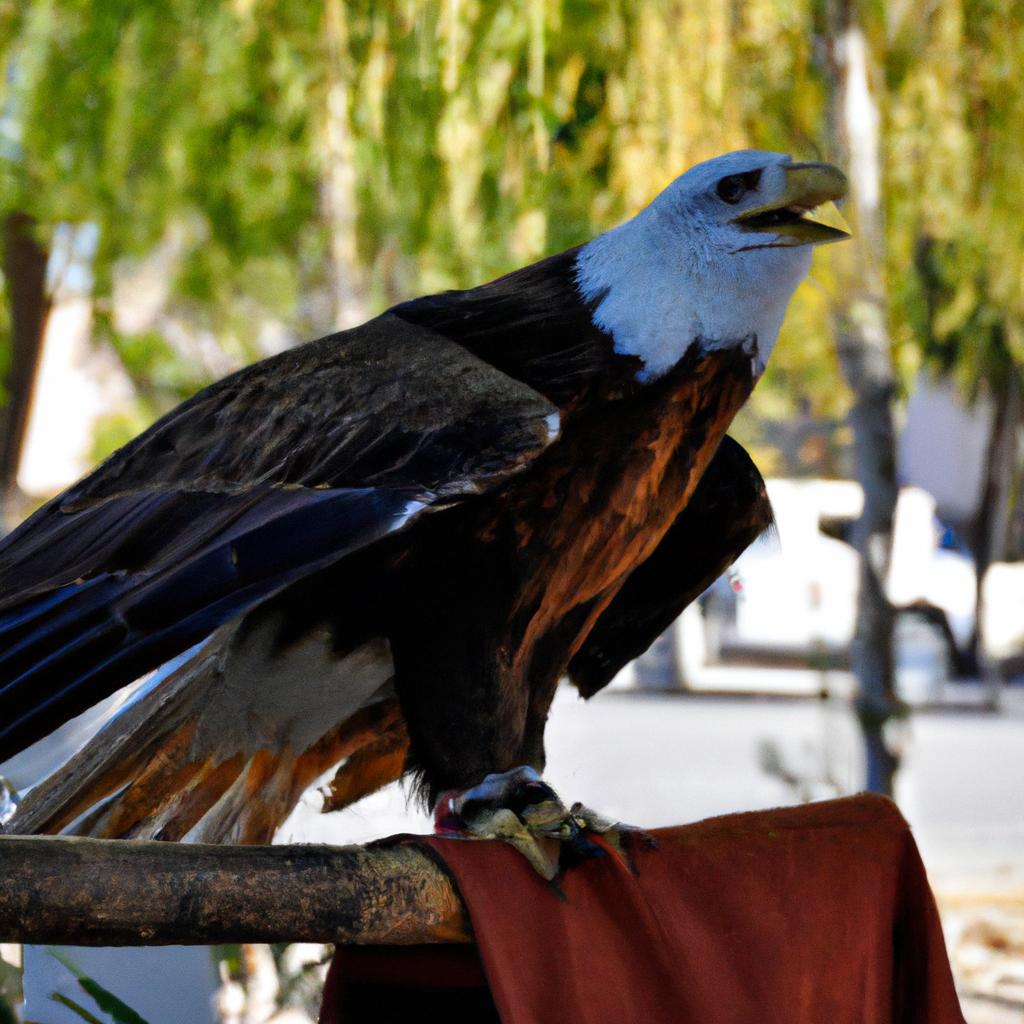 El águila De Cola Blanca Es Un Símbolo Nacional De México Y Se Encuentra En América Del Norte Y Central.