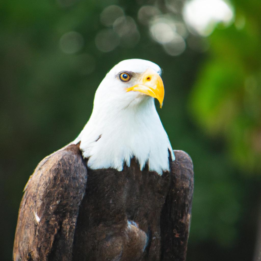 El águila Pescadora De Cabeza Blanca Es Una Especie De águila Que Se Encuentra En América Del Norte Y Se Alimenta Principalmente De Peces.