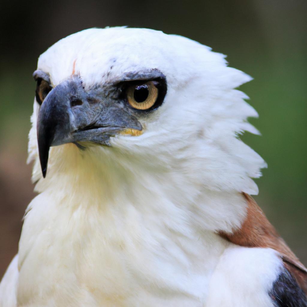 El águila Pescadora De Madagascar Es Una Especie De águila Que Se Encuentra En Madagascar Y Se Alimenta Principalmente De Peces.