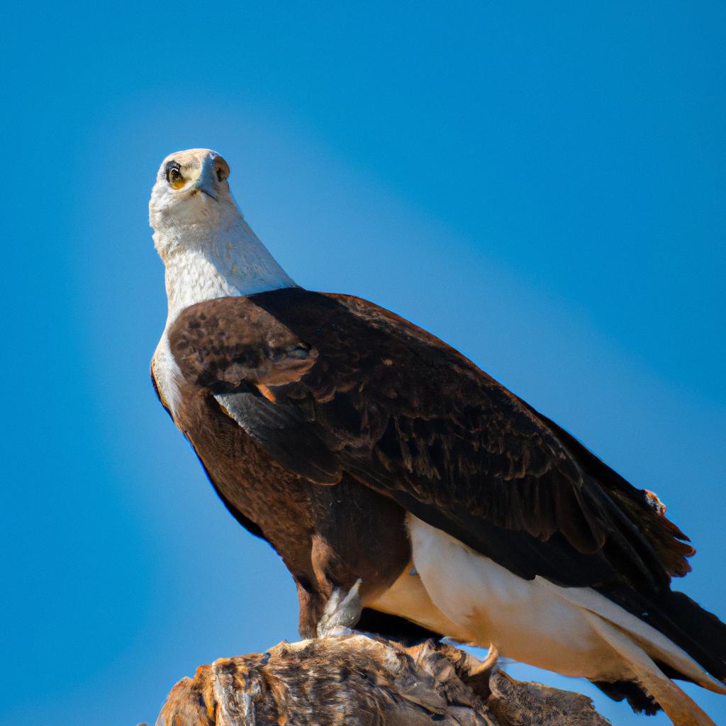 El águila Pescadora Es Conocida Por Su Habilidad Para Pescar, Sumergiéndose En El Agua Y Atrapando Peces Con Sus Afiladas Garras.