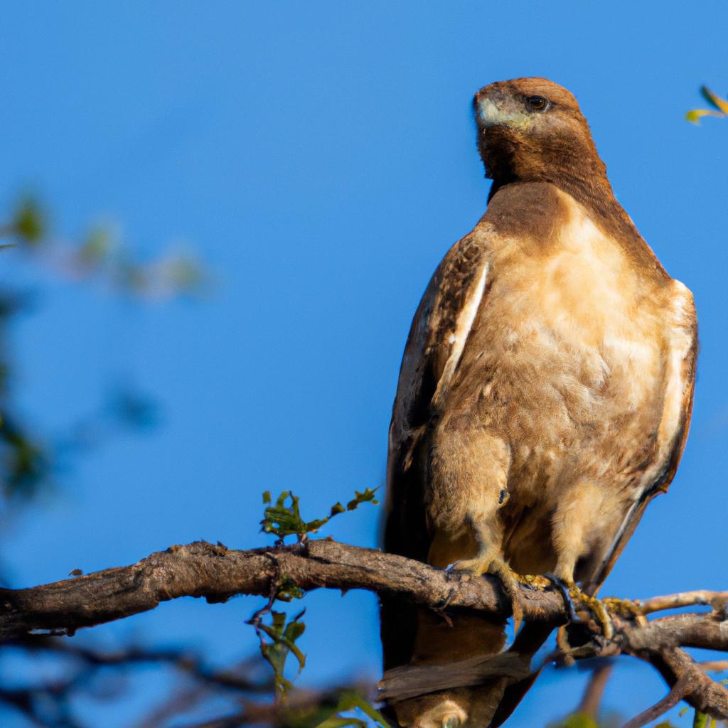 El Aguilucho Lagunero, Una Especie De Ave Rapaz, Es Conocido Por Su Capacidad Para Volar Durante Miles De Kilómetros Sin Descansar.