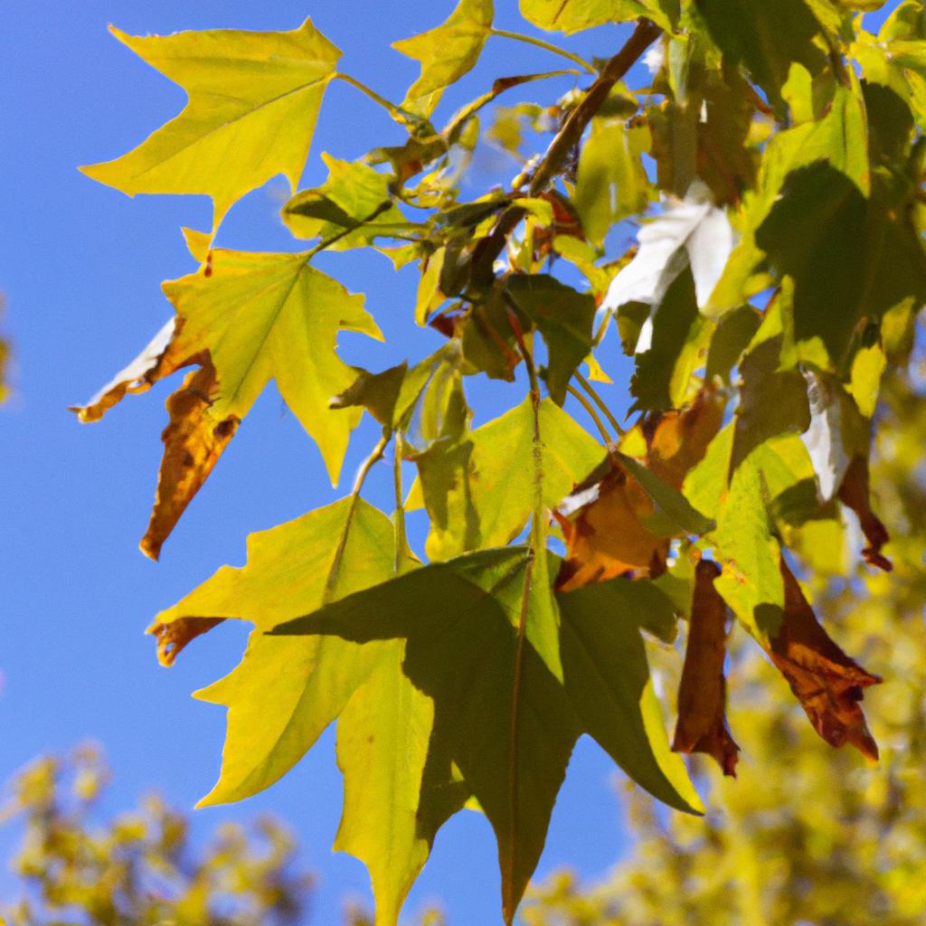 El árbol De Arce Es Conocido Por Sus Hojas De Forma Característica Y Su Savia, Que Se Utiliza Para Hacer Jarabe De Arce.