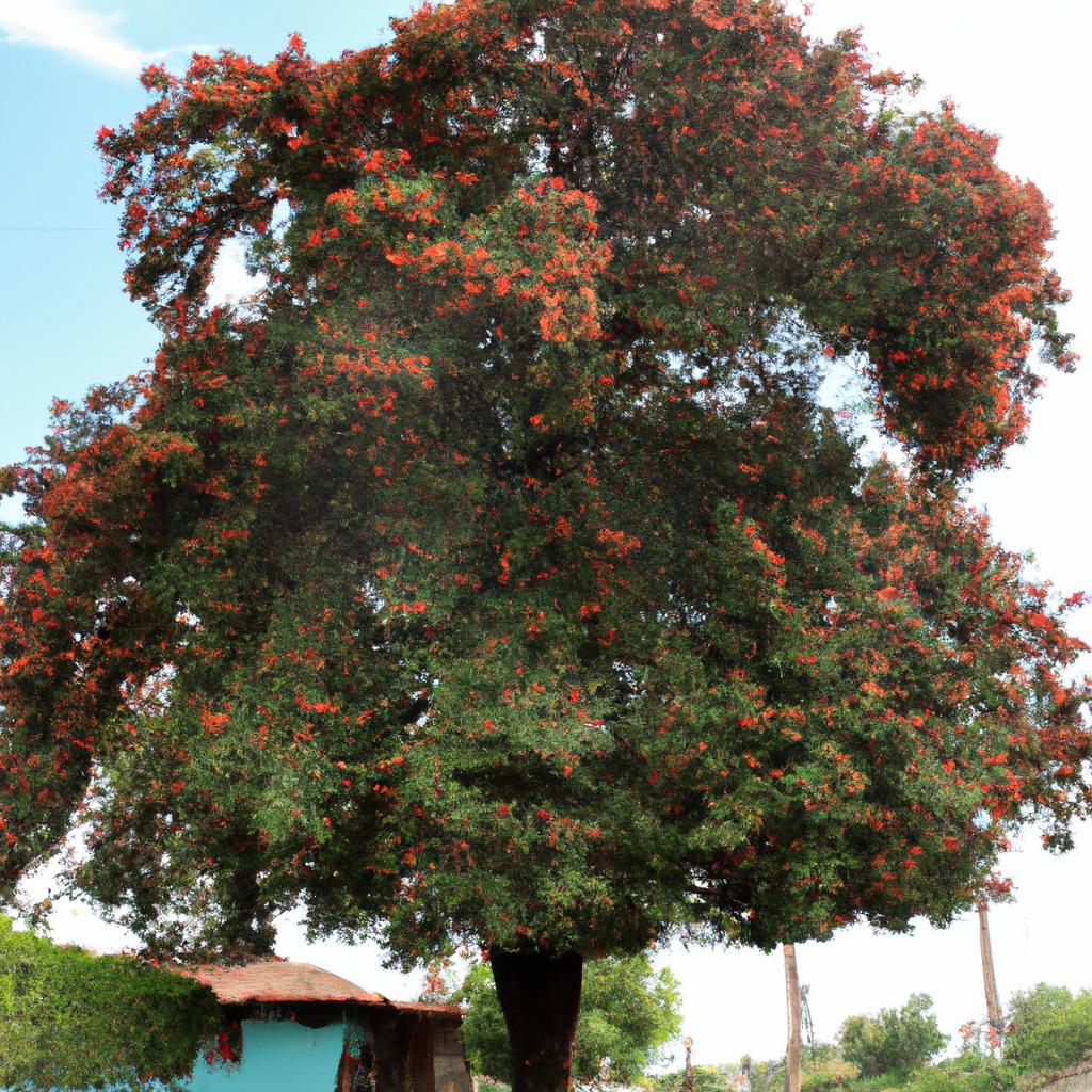 El árbol De Caoba Hondureña Es Altamente Valorado Por Su Madera De Alta Calidad Y Su Color Rojizo Oscuro. Es Nativo De América Central Y Del Sur.