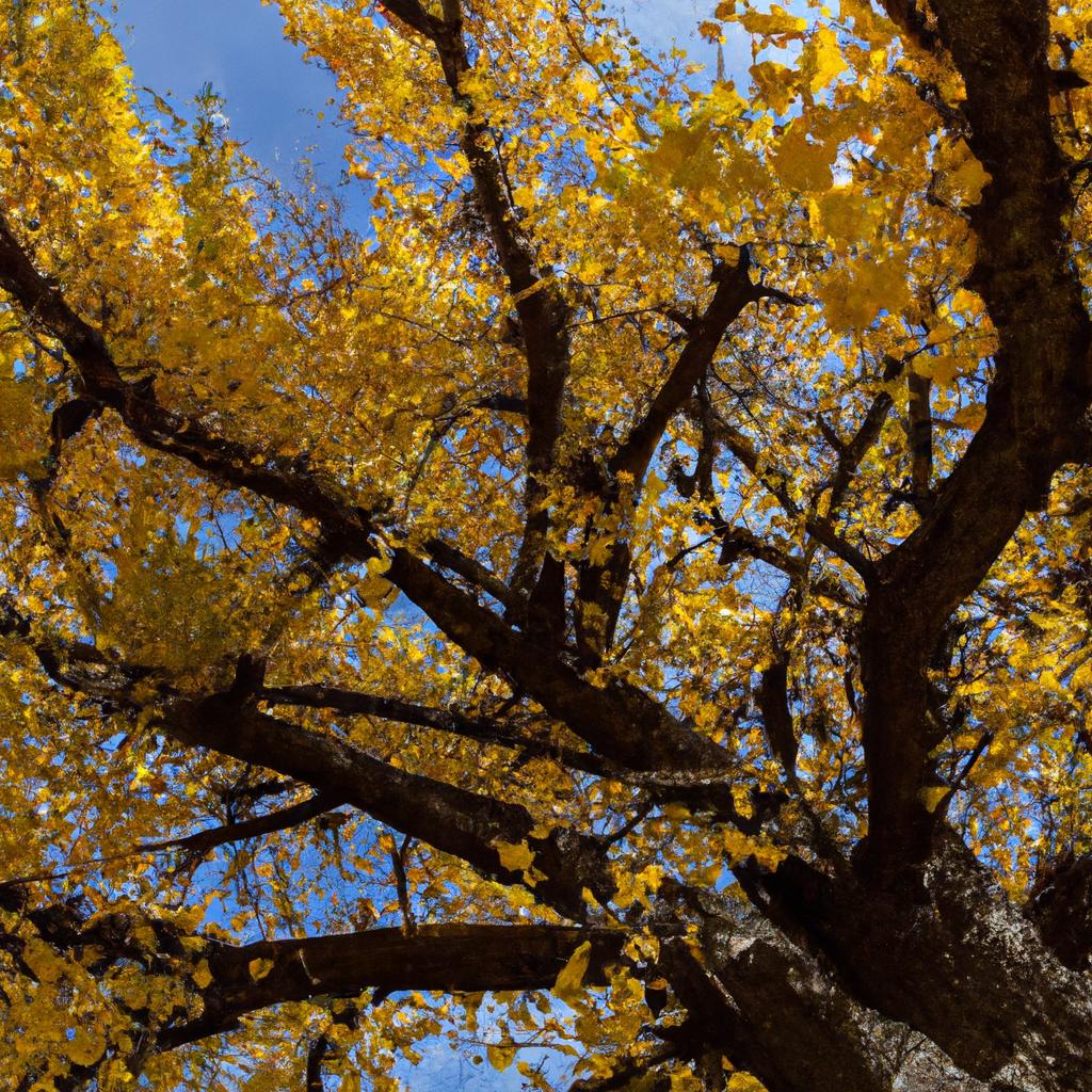 El árbol De Ginkgo Biloba Es Una Especie Antigua Que Ha Existido Durante Más De 270 Millones De Años.