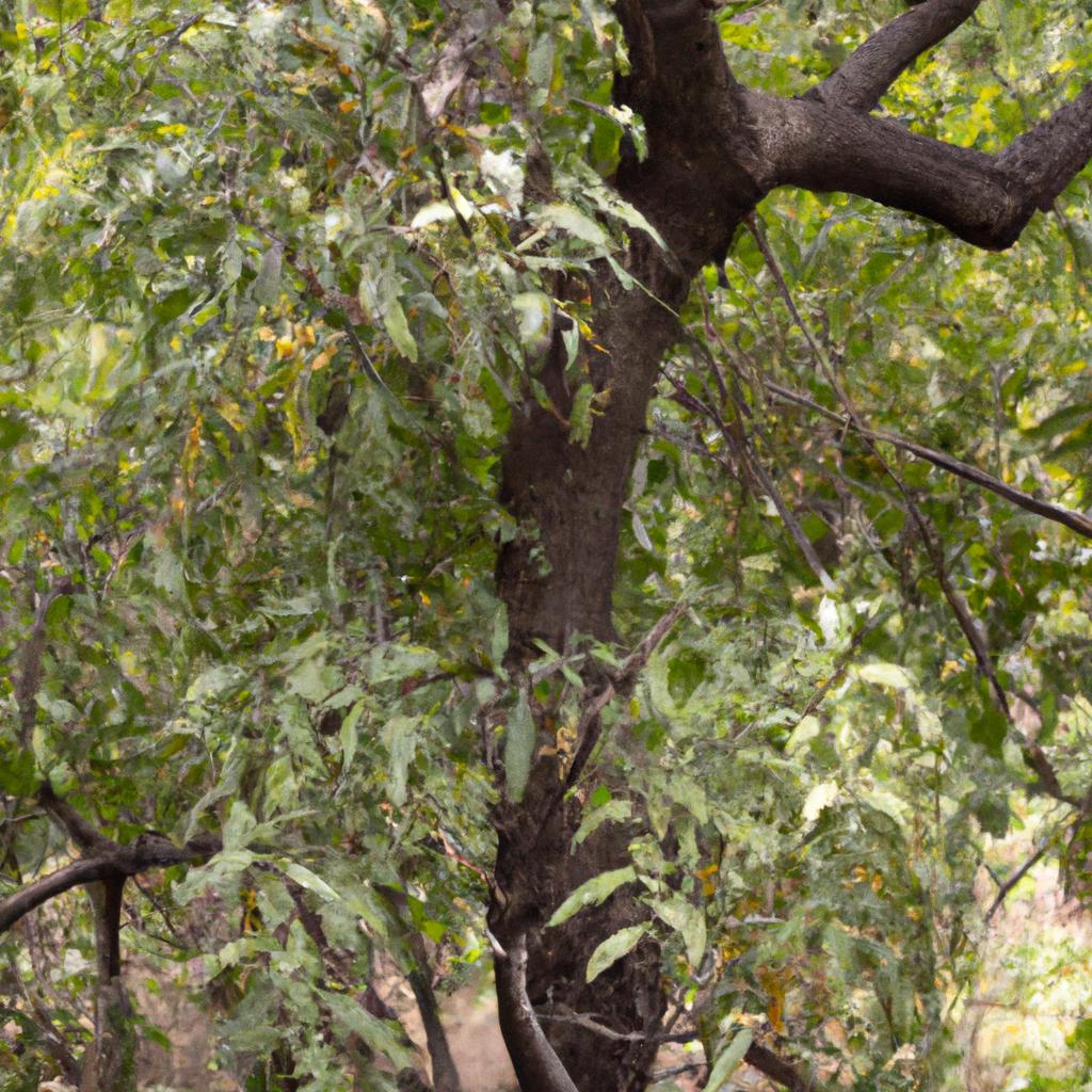 El árbol De La Quina Contiene Quinina, Un Compuesto Utilizado En El Tratamiento De La Malaria.