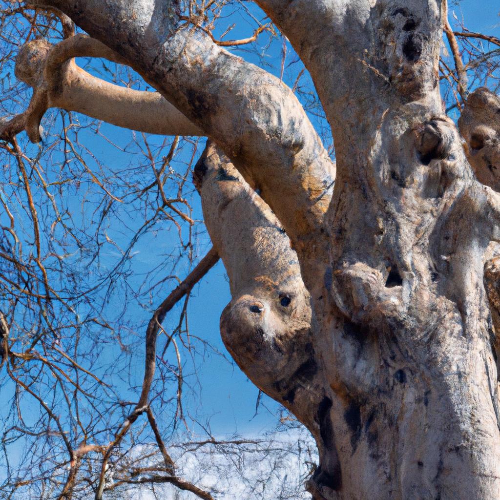 El árbol De Olmo Es Conocido Por Su Forma Elegante Y Su Madera Flexible, Que Se Utiliza En La Fabricación De Muebles Y Instrumentos Musicales.