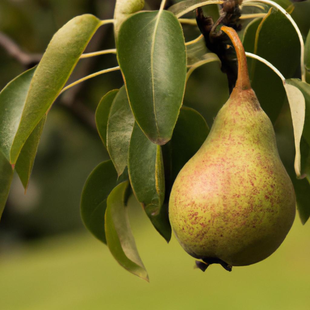 El árbol De Pera Produce Deliciosas Frutas Jugosas Y Se Utiliza En La Producción De Sidra Y 