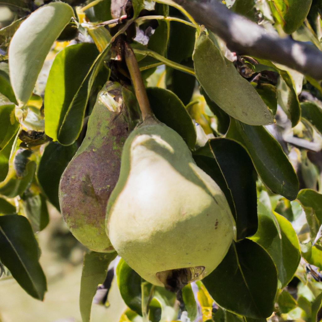 El árbol De Peral Es Valorado Por Su Fruto, La Pera, Que Se Utiliza En La Alimentación Humana Y Animal.