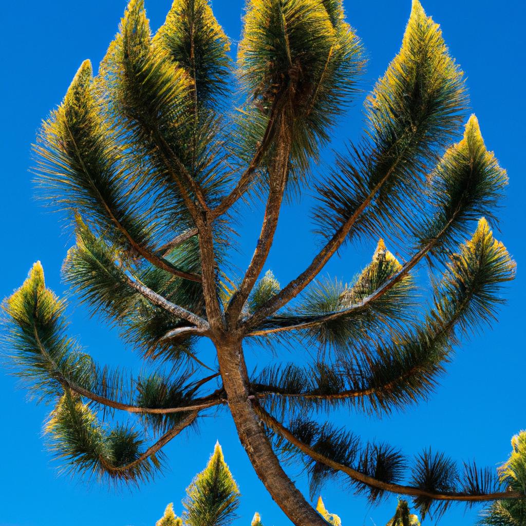 El árbol De Pino Canario Es Nativo De Las Islas Canarias Y Se Caracteriza Por Sus Largas Y Flexibles Agujas.