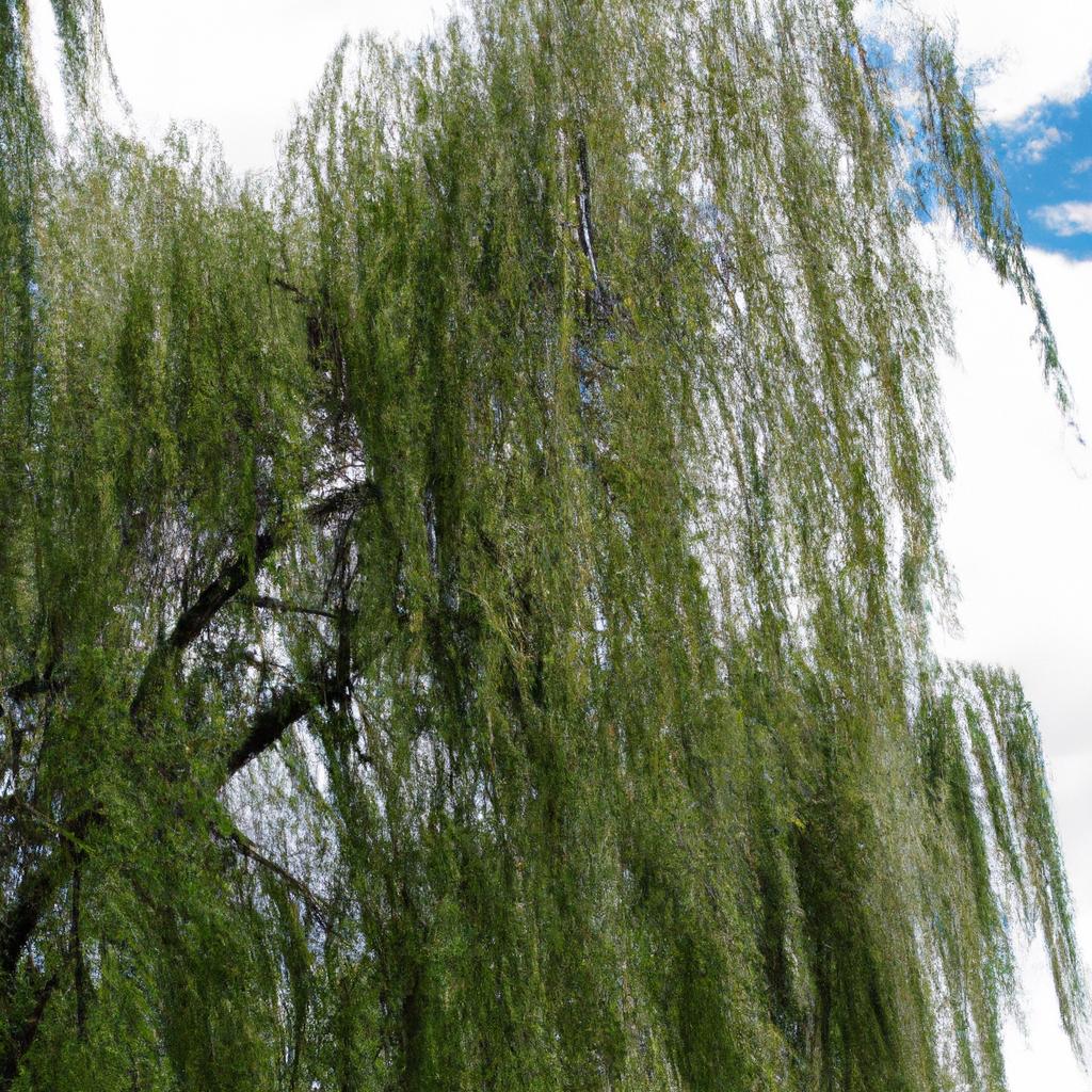 El árbol De Sauce Llorón Blanco Es Una Variedad De Sauce Conocida Por Sus Ramas Colgantes Y Su Follaje Plateado.