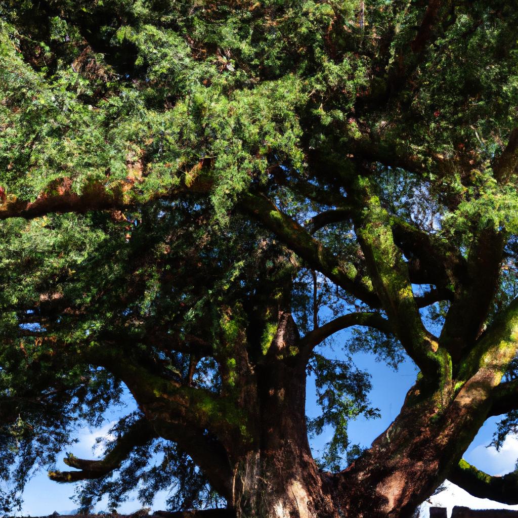 El árbol De Tejo Es Conocido Por Su Follaje Venenoso Y Su Madera Duradera. Se Ha Utilizado En La Fabricación De Arcos Y Flechas A Lo Largo De La Historia.