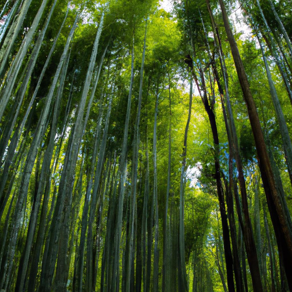 El Bosque De Bambú De Sagano En Japón Es Uno De Los Sonidos Más Hermosos Del Mundo, Reconocido Por El Gobierno Japonés.