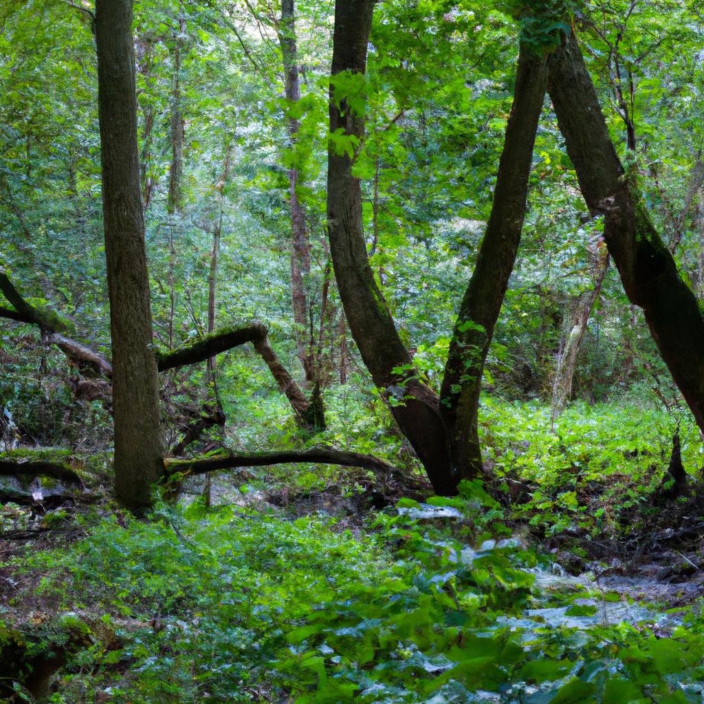 El Bosque De Bialowieza, Entre Polonia Y Bielorrusia, Es El último Y Más Grande Fragmento De La Llanura De Bosque Primario Que Alguna Vez Cubrió Gran Parte De Europa.