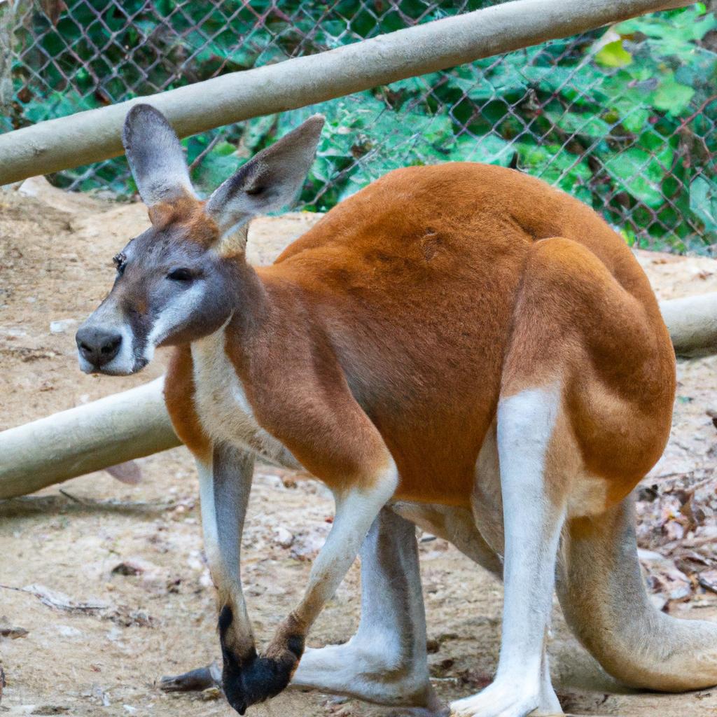 El Canguro Rojo Es El Marsupial Más Grande Y Puede Saltar Hasta 3 Metros De Altura Y 9 Metros De Longitud En Un Solo Salto.