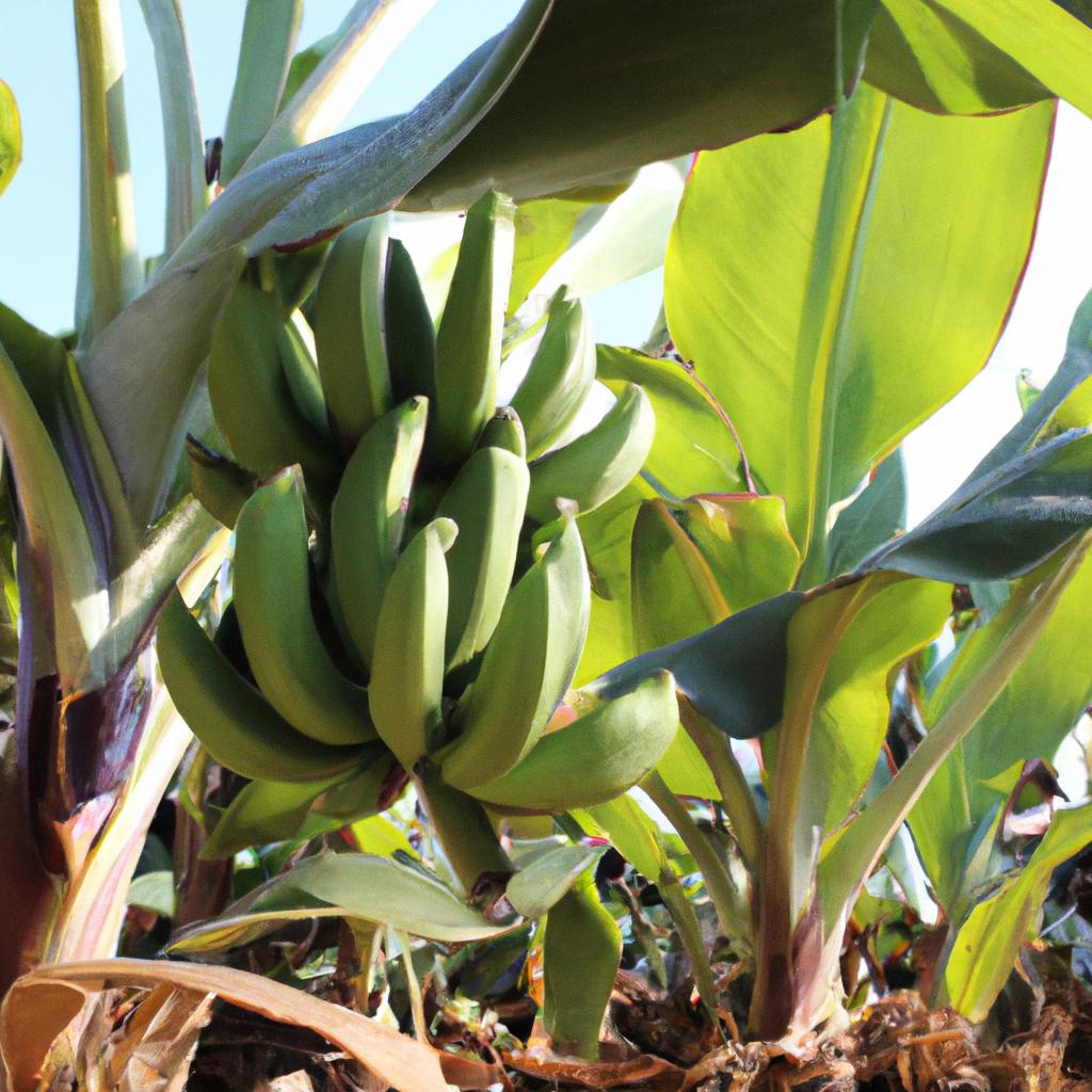 El Clima Puede Influir En El Crecimiento Y Desarrollo De Los Cultivos, Ya Que Las Temperaturas, La Humedad Y La Disponibilidad De Agua Son Factores Importantes Para El éxito De La Agricultura.