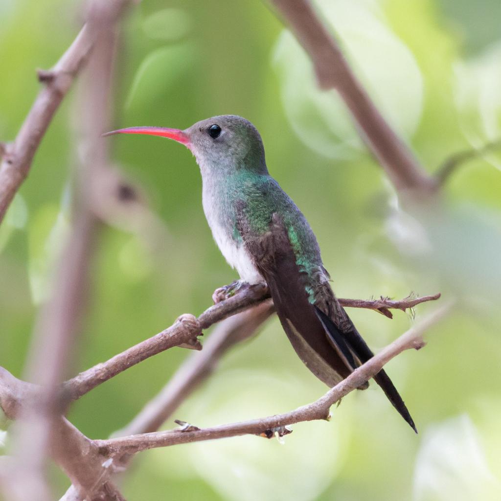 El Colibrí De Pico Espada Tiene El Pico Más Largo En Comparación Con Su Tamaño Corporal, Alcanzando Hasta 10 Centímetros De Longitud.