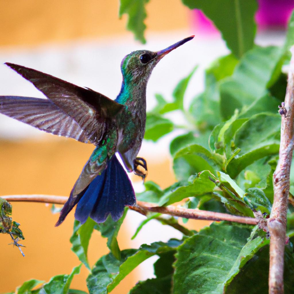 El Colibrí Puede Mover Sus Alas En Forma De Ocho Y Volar Hacia Atrás.