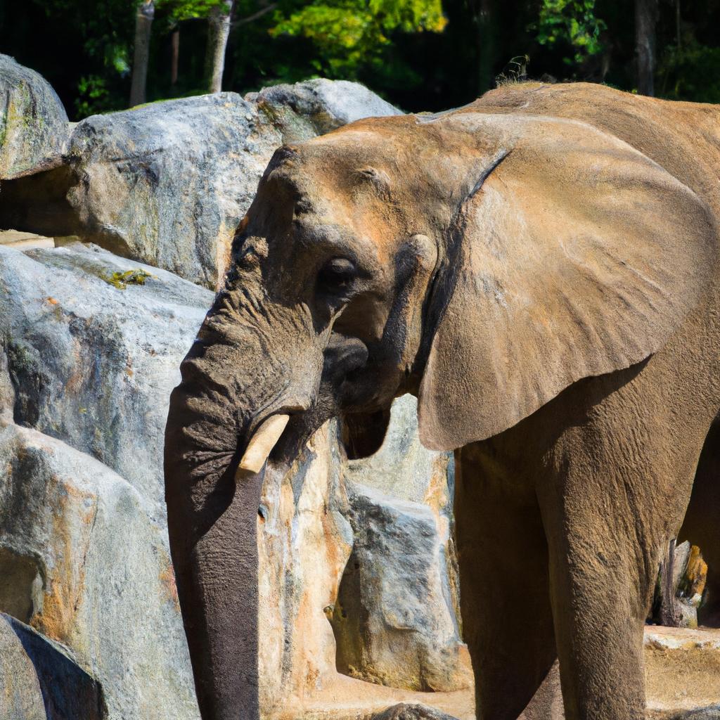 El Elefante Africano Es El Animal Terrestre Más Grande Del Mundo, Con Machos Que Pueden Llegar A Pesar Hasta 7 Toneladas.