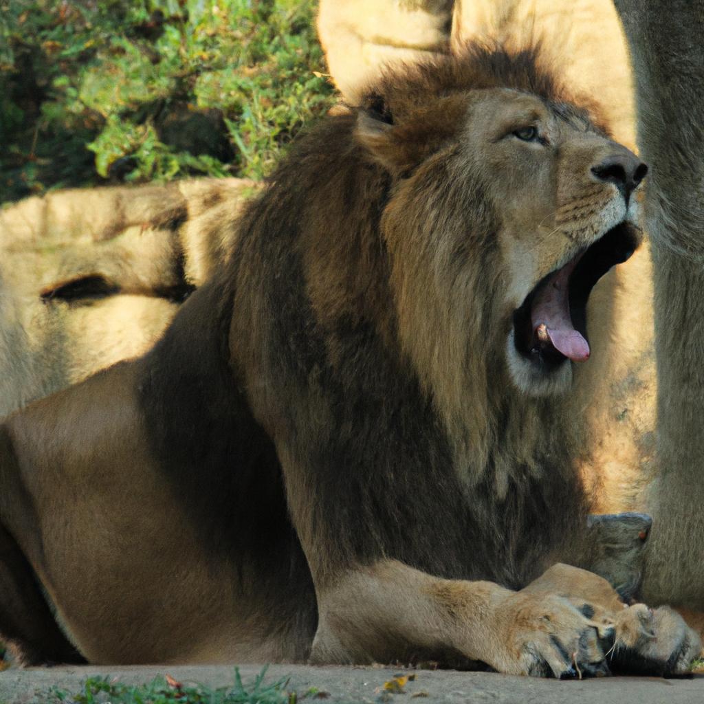 El León Es Conocido Como El 