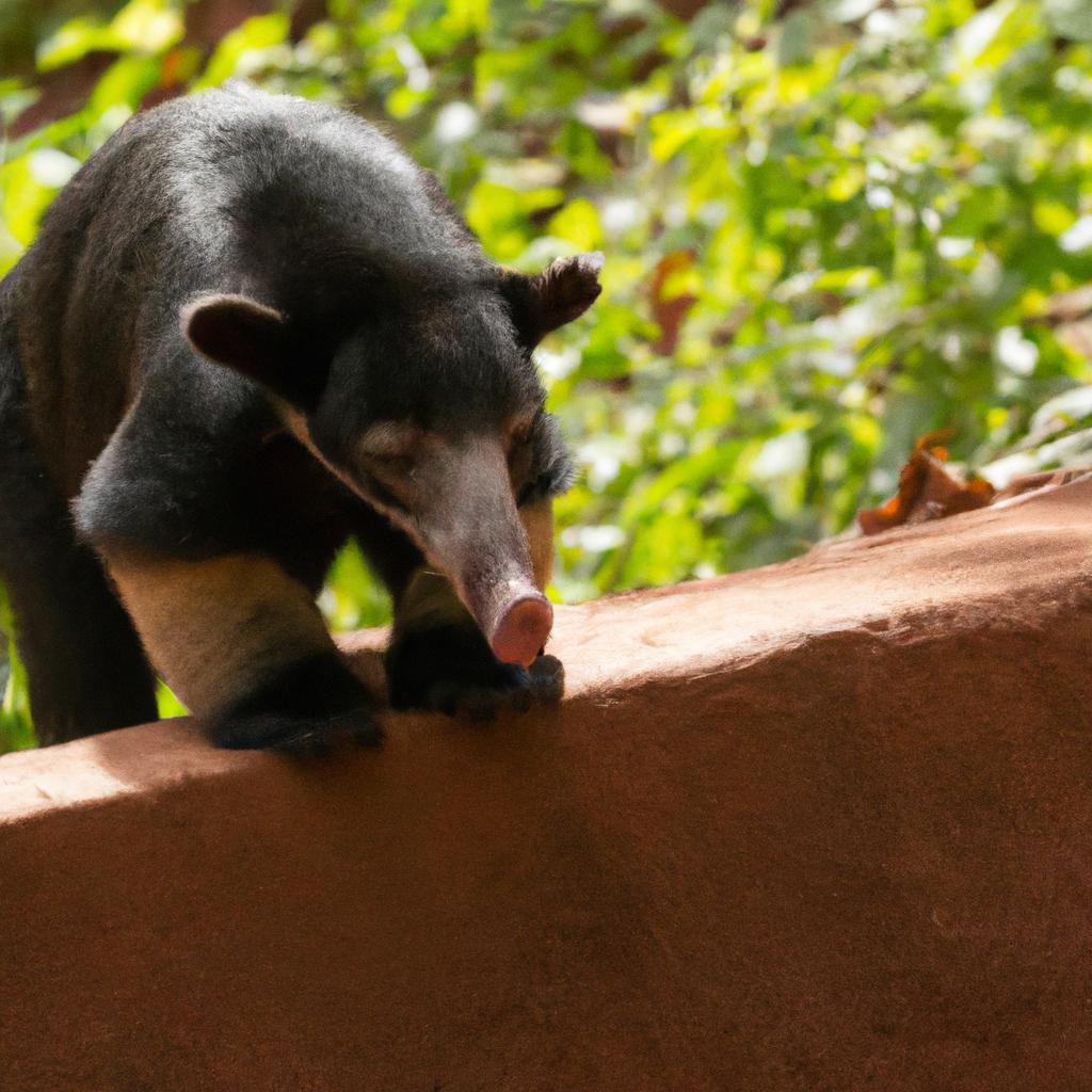 El Oso Hormiguero Tiene Una Lengua Larga Y Pegajosa Que Utiliza Para Atrapar Hormigas Y Termitas De Sus Nidos.