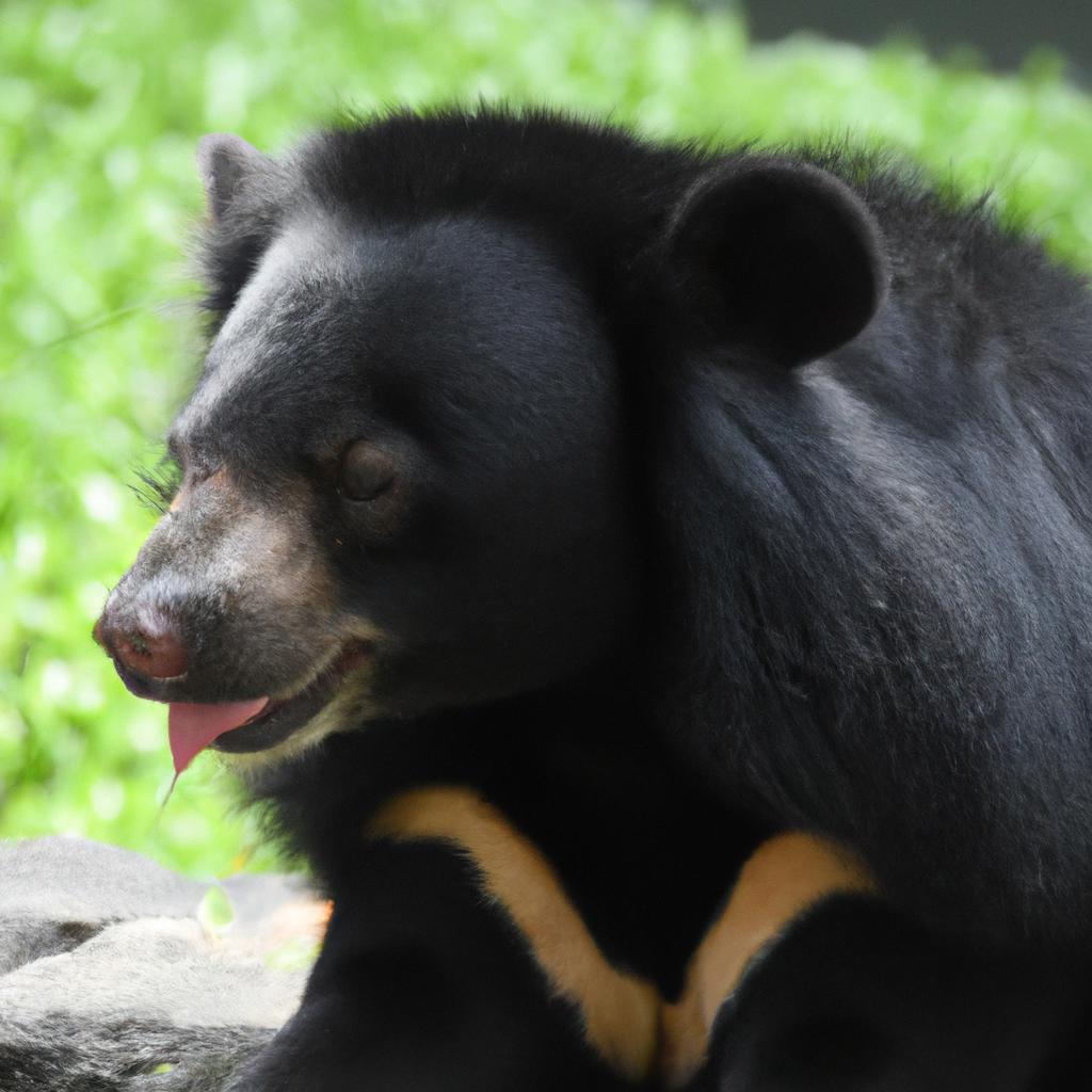 El Oso Malayo Es Una Especie De Oso Que Se Encuentra En El Sureste Asiático Y Tiene Una Lengua Extremadamente Larga.