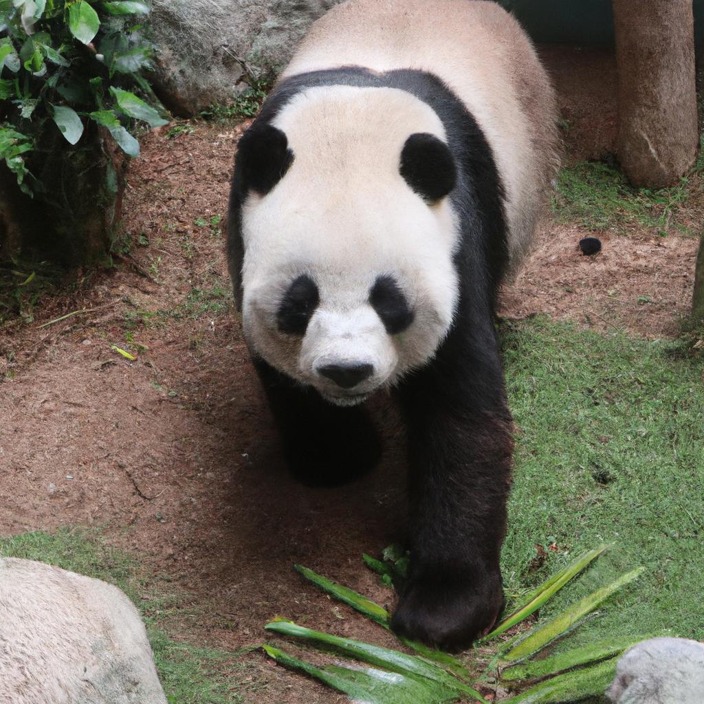 El Oso Panda Gigante Es Un Símbolo De Conservación Y Solo Se Encuentra En Algunas Regiones Montañosas De China.