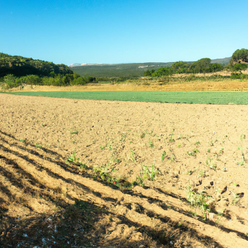 La Agricultura De Conservación, Que Se Basa En Prácticas Como La Labranza Mínima Y La Rotación De Cultivos, Puede Mejorar La Salud Del Suelo Y Reducir La Necesidad De Pesticidas.