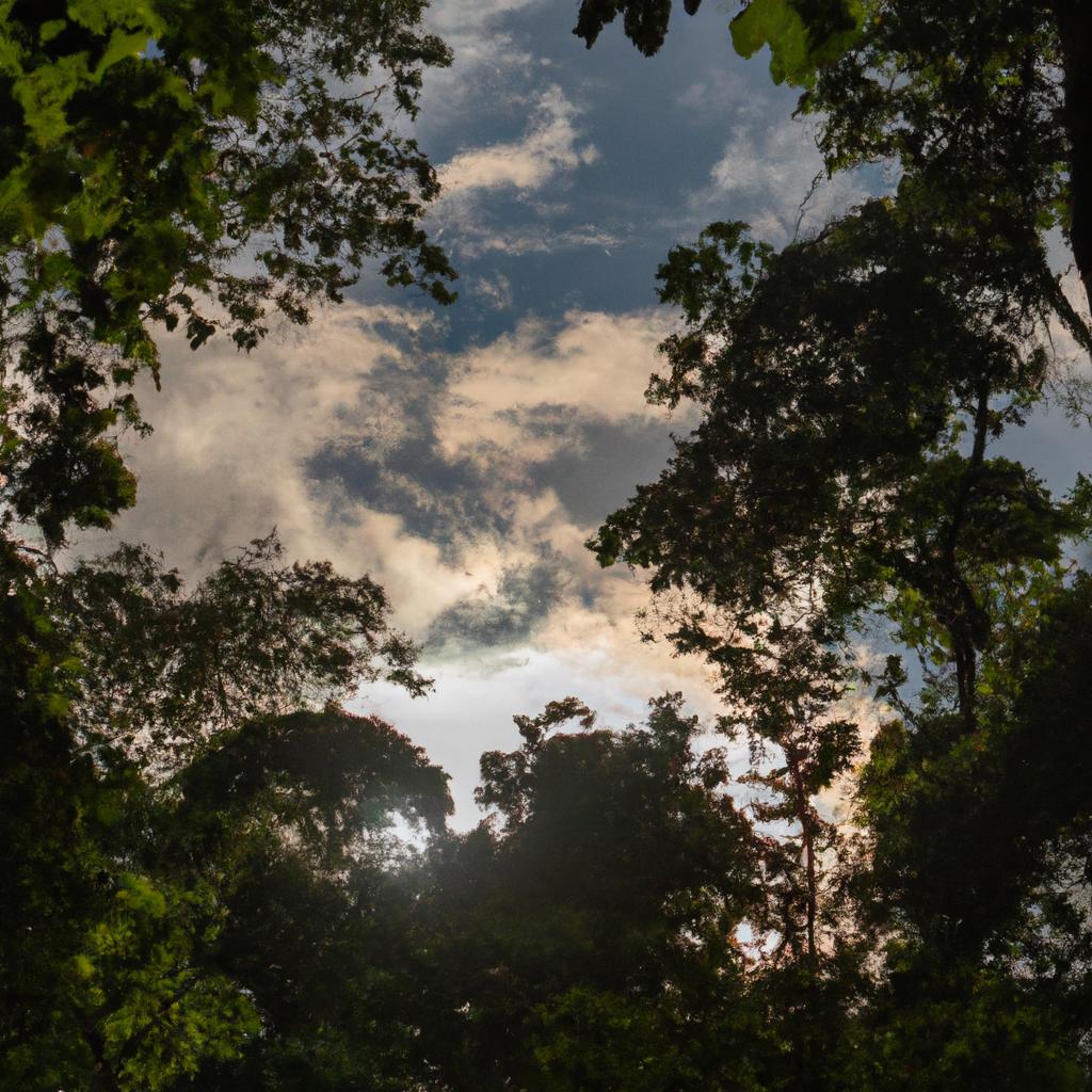 La Pérdida De Bosques Tropicales Contribuye Al Aumento De Las Emisiones De Carbono Y Al Cambio Climático.