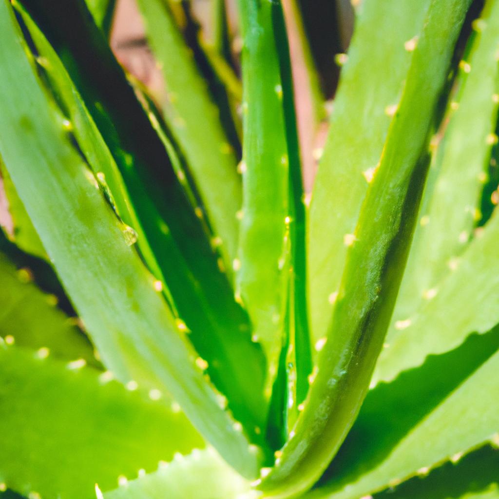 La Planta De Aloe Vera Se Ha Utilizado Durante Siglos Por Sus Propiedades Medicinales Y Se Encuentra Comúnmente En Productos Para El Cuidado De La Piel.