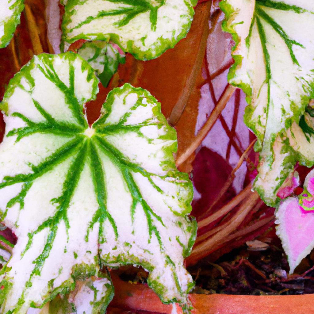 La Planta De Begonia De Hoja De ángel Es Apreciada Por Su Follaje Decorativo Y Su Resistencia. Es Una Planta Popular En Jardinería De Interior.