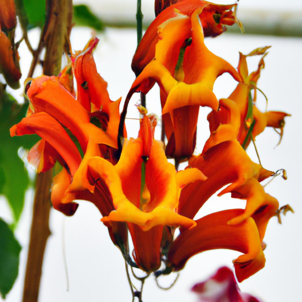 La Planta De Boca De Dragón Es Conocida Por Sus Flores En Forma De Espuela Y Se Utiliza En La Jardinería Y Como Flor Cortada.