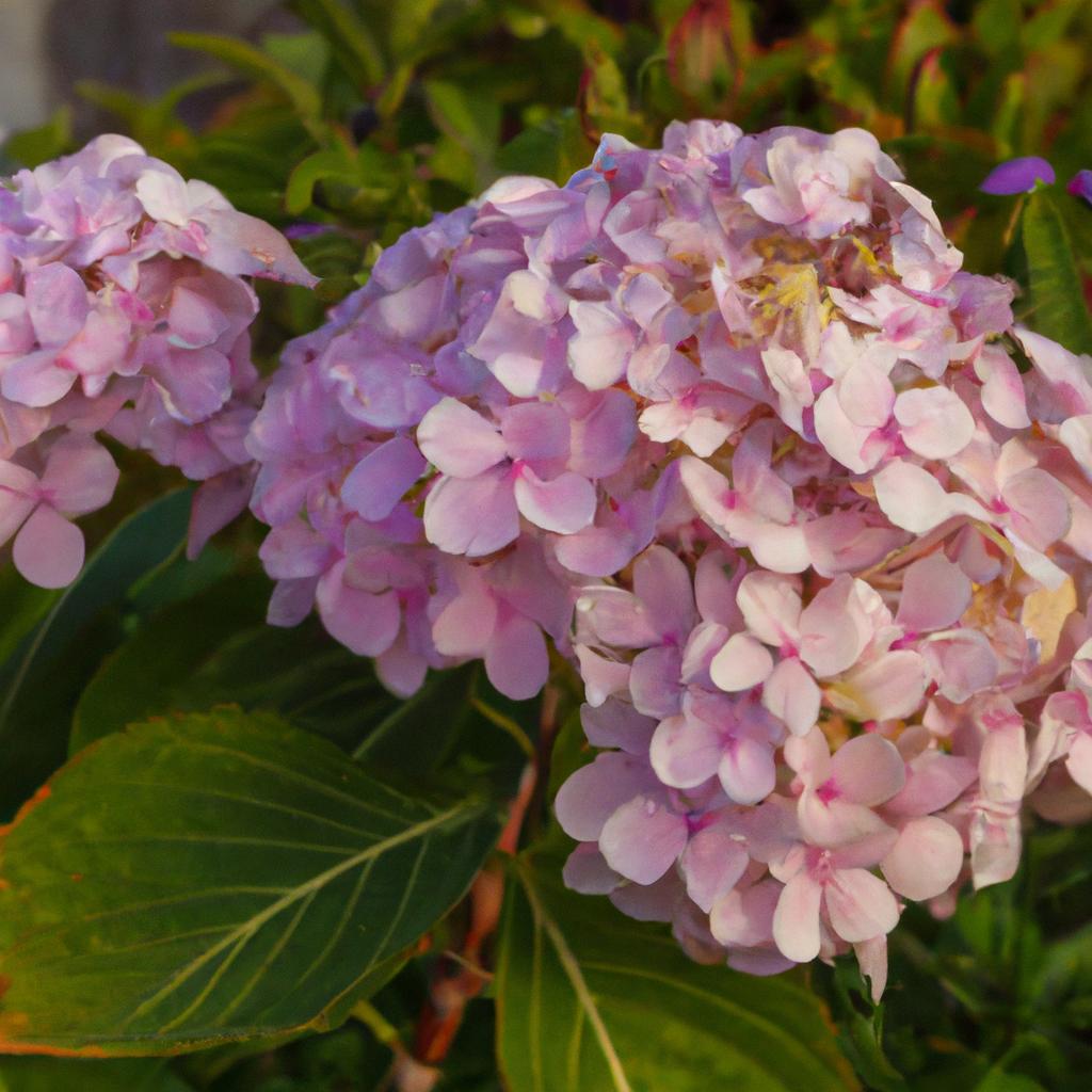 La Planta De Hortensia Paniculata Es Una Variedad De Hortensia Que Produce Flores En Forma De Cono Y Puede Cambiar De Color A Medida Que Maduran.