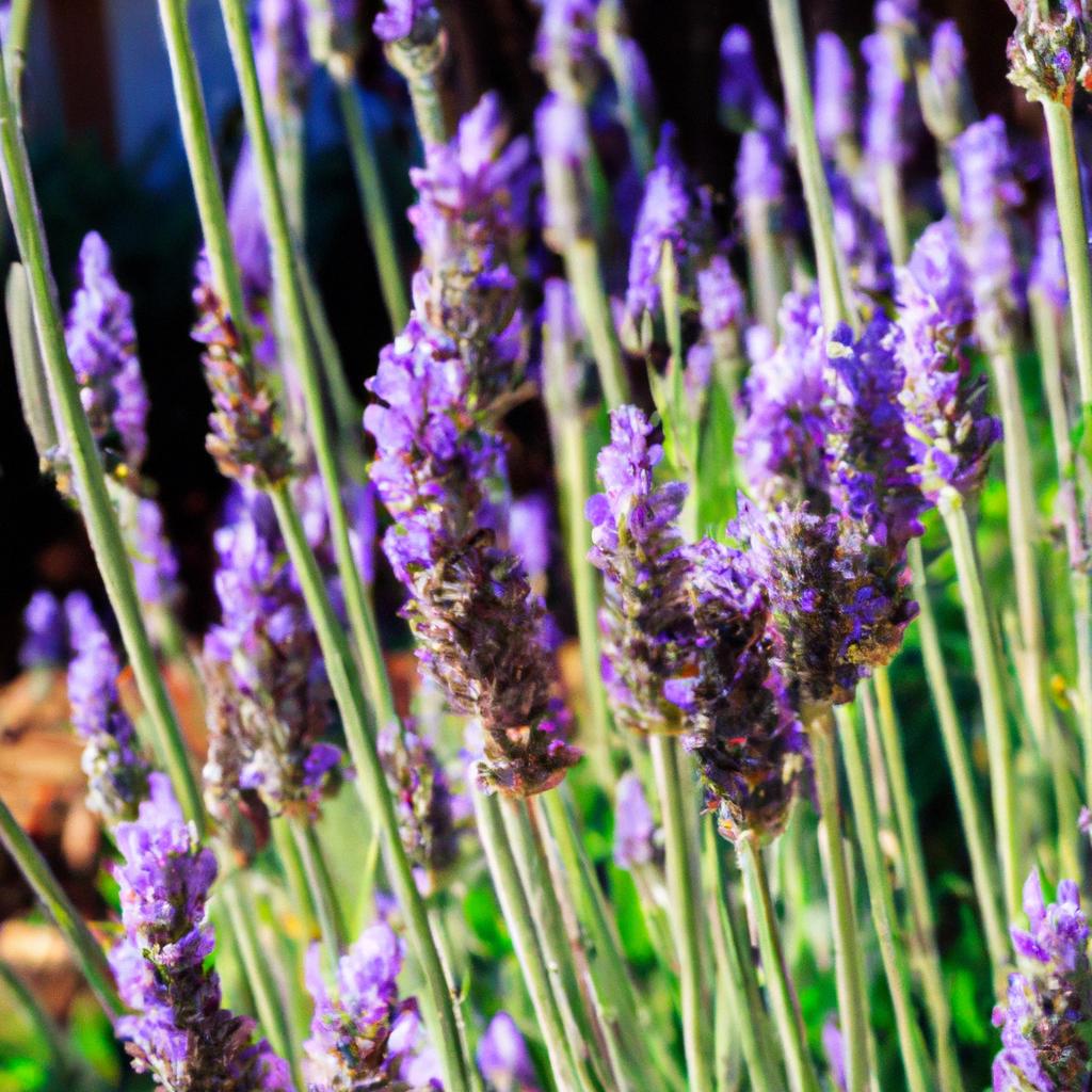 La Planta De Lavanda Es Conocida Por Su Aroma Relajante Y Se Utiliza En Productos Para El Cuidado Personal Y En Aromaterapia.