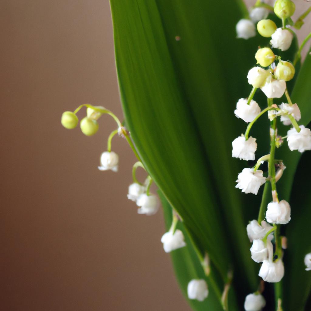 La Planta De Lirio Del Valle Tiene Flores Pequeñas Y Fragantes Que Se Utilizan En Arreglos Florales Y Perfumería.