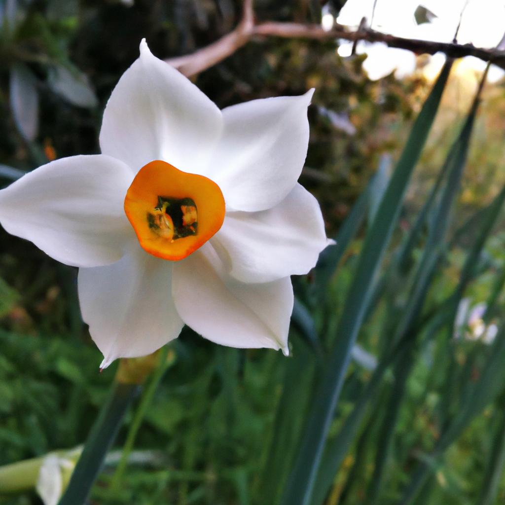 La Planta De Narciso Es Valorada Por Sus Flores Amarillas O Blancas Y Su Fragancia Dulce. Es Una De Las Primeras Flores En Florecer En La Primavera.