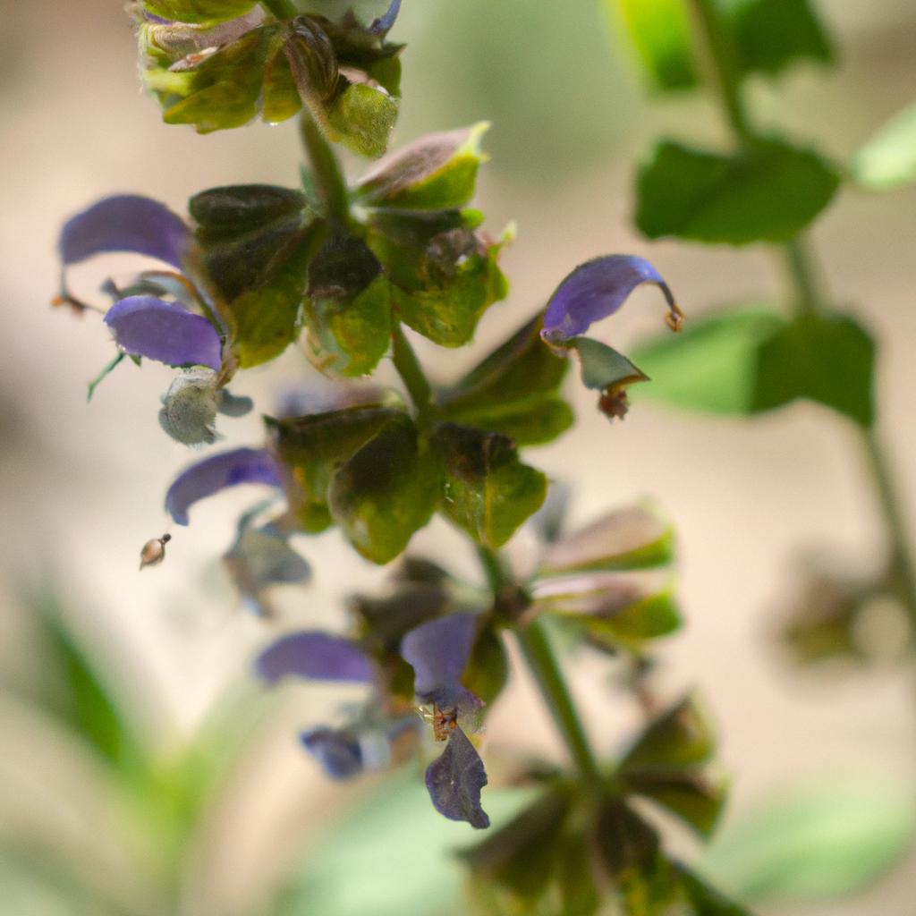 La Planta De Salvia Se Utiliza En La Cocina Como Hierba Aromática Y Se Cree Que Tiene Propiedades Medicinales, Especialmente Para La Salud Bucal.