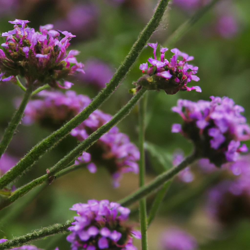 La Planta De Verbena Es Conocida Por Su Aroma Cítrico Y Se Utiliza En La Cocina, En Infusiones Y En Productos Para El Cuidado Personal.