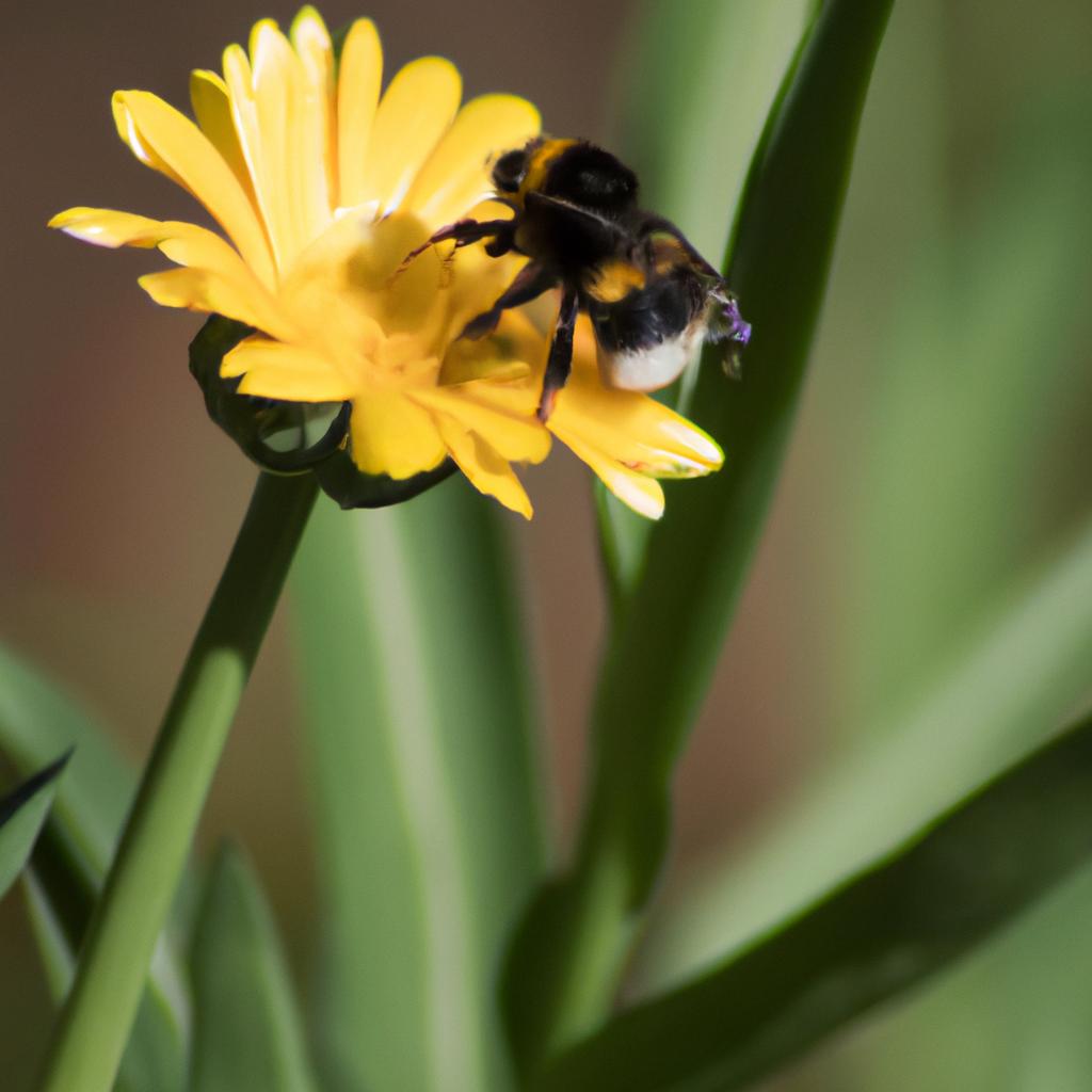 La Polinización Realizada Por Insectos, Como Las Abejas, Es Esencial Para La Reproducción De Muchas Plantas Y La Producción De Alimentos, Pero Se Encuentra Amenazada Por El Uso De Pesticidas Y La Pérdida De Hábitats Florales.