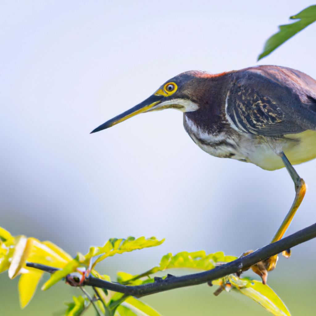 La Protección De Las áreas De Reproducción Y Los Hábitats Críticos Es Esencial Para La Conservación De Las Especies Migratorias, Como Las Aves Y Los Peces Migratorios.