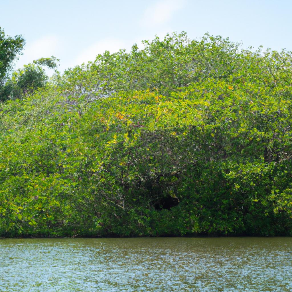 La Protección De Los Manglares Contribuye A La Conservación De La Biodiversidad, La Mitigación Del Cambio Climático Y La Protección De Las Costas Contra Las Tormentas Y La Erosión.