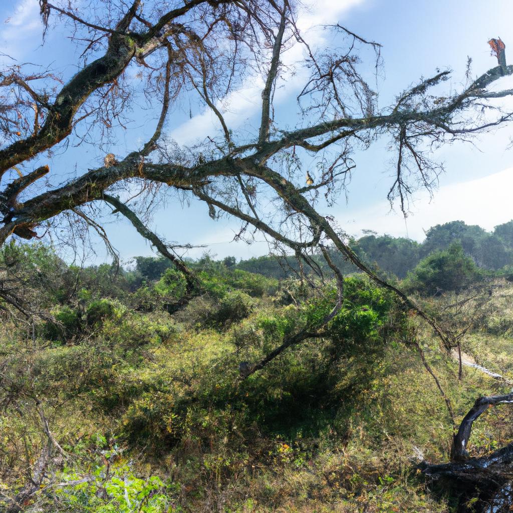 La Reforestación De áreas Degradadas Puede Ayudar A Recuperar La Biodiversidad Y Los Servicios Ecosistémicos, Como La Regulación Del Agua Y La Conservación Del Suelo.