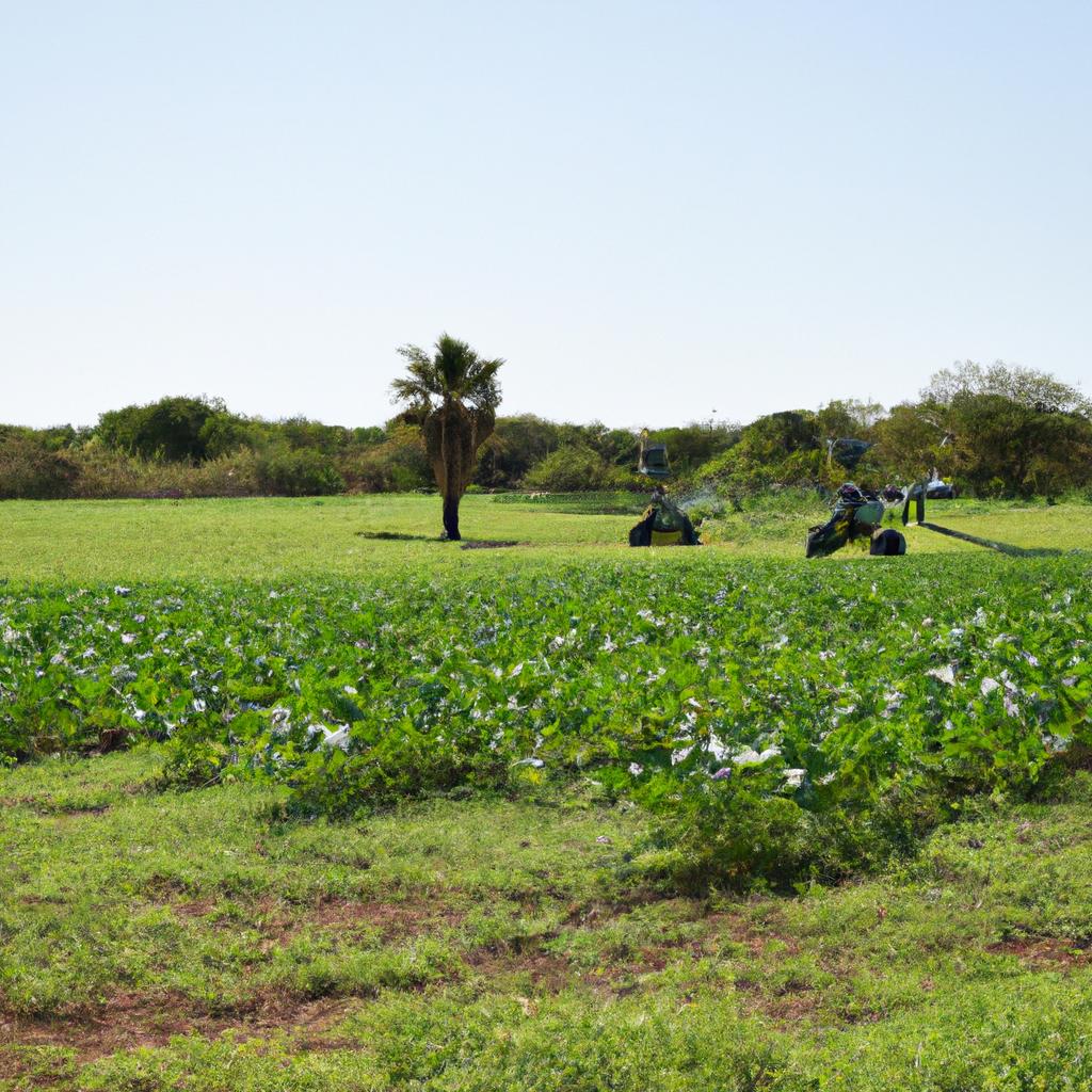 La Tecnología De Agricultura De Conservación Utiliza Técnicas Como La Siembra Directa Y El Mantenimiento De La Cobertura Vegetal Para Reducir La Erosión Del Suelo Y El Uso De Pesticidas, Promoviendo Prácticas Agrícolas Más Sostenibles.