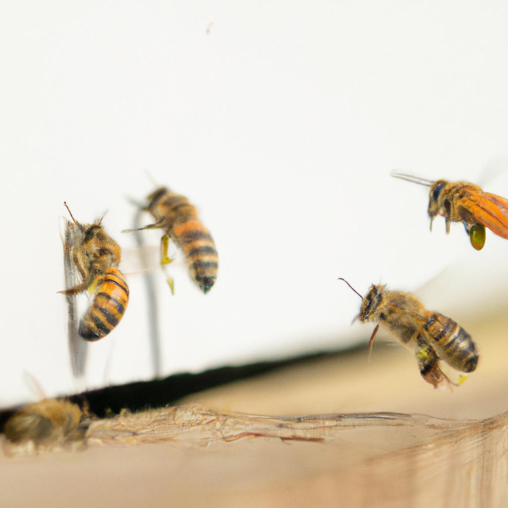 Las Abejas Melíferas Realizan Una Danza Especial, Conocida Como 