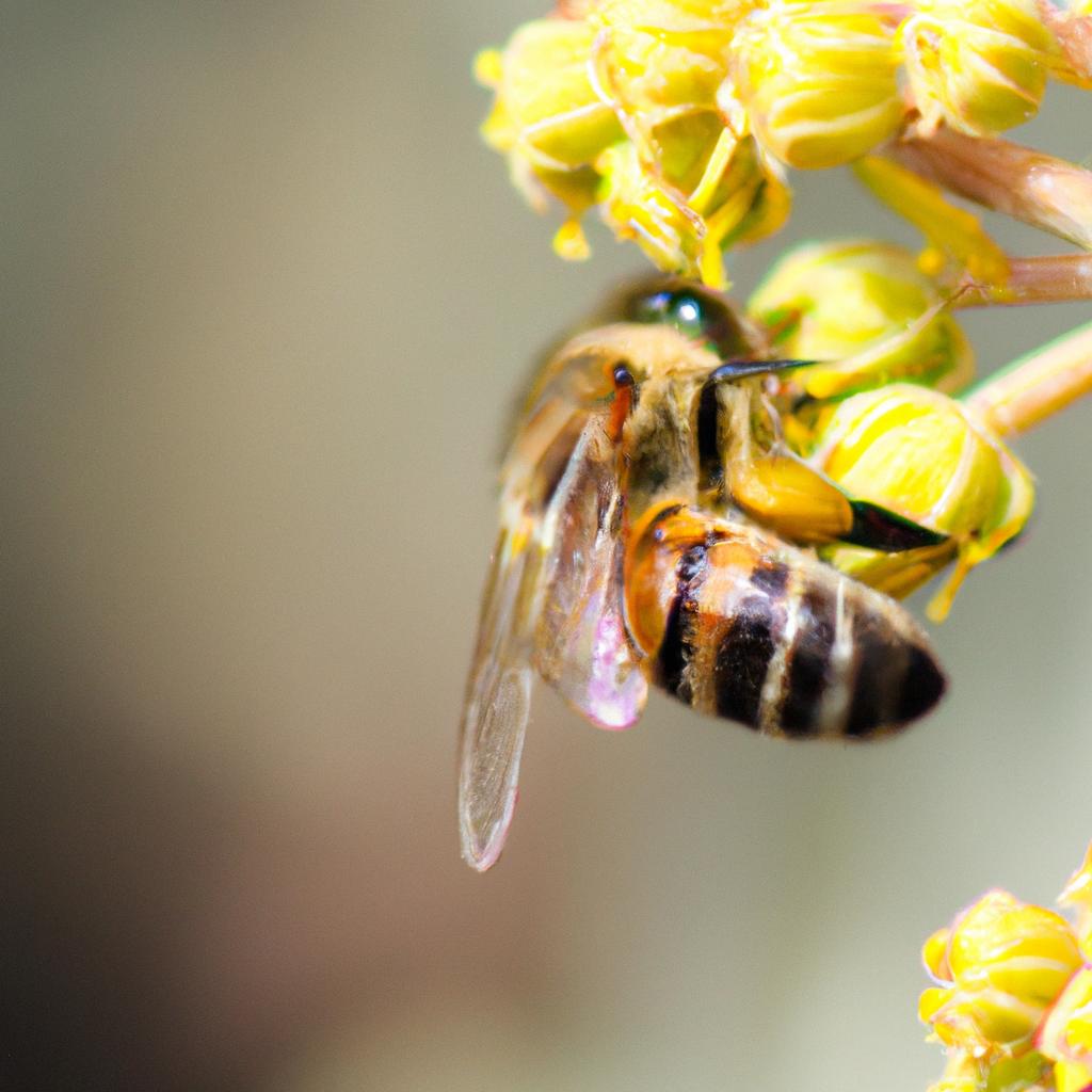 Las Abejas Pueden Comunicar La Ubicación De Fuentes De Néctar A Otras ...