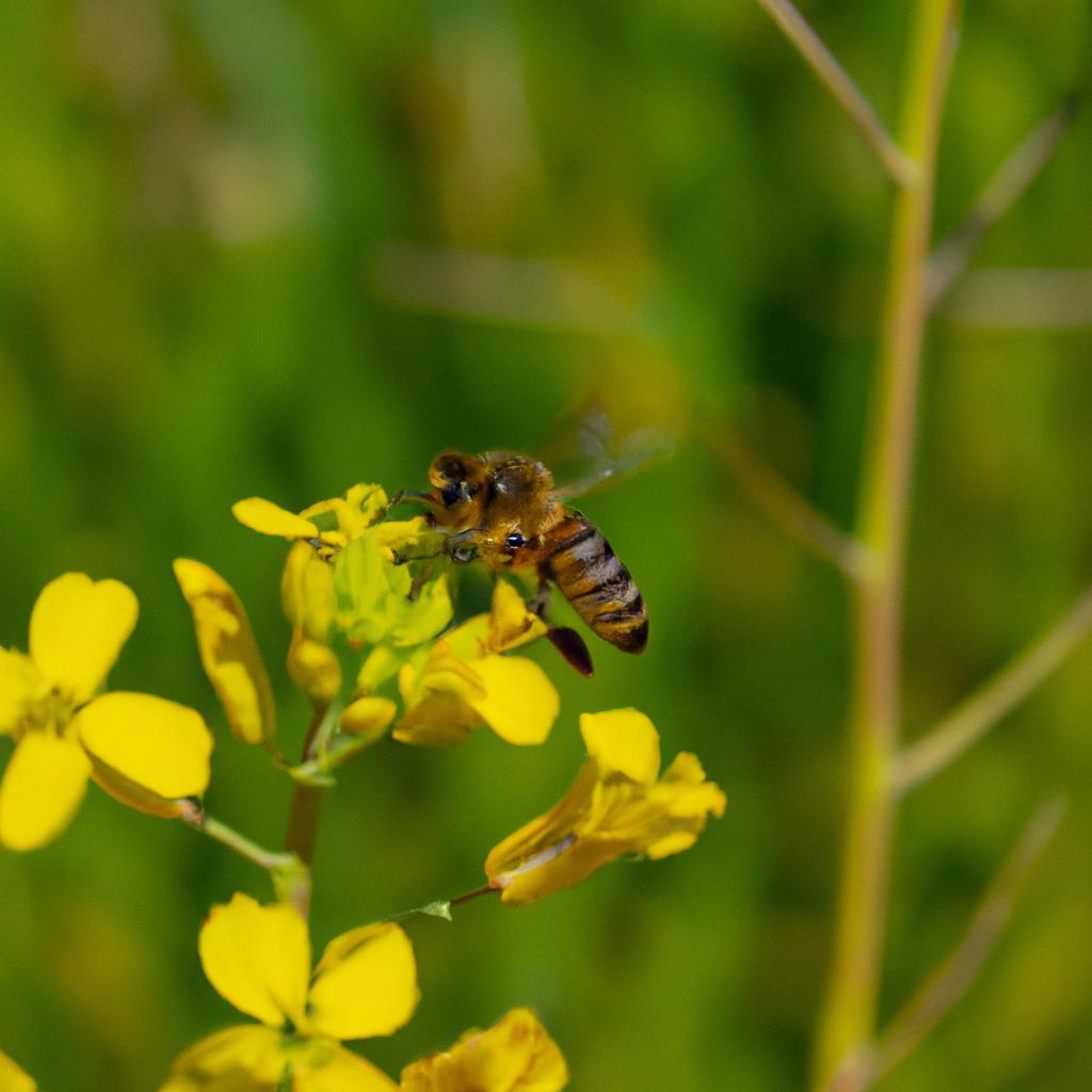 Las Abejas Pueden Volar A Una Velocidad De Hasta 24 Kilómetros Por Hora.