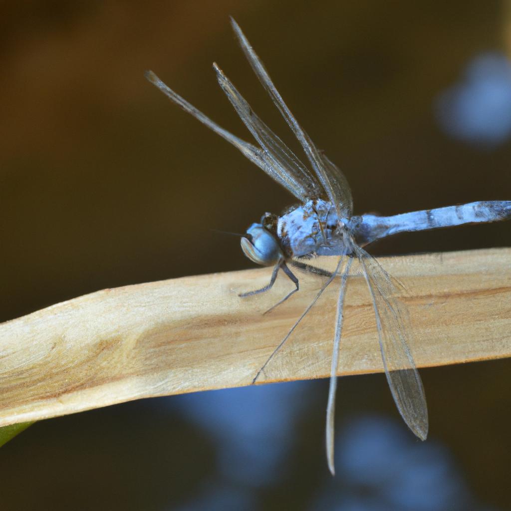 Las Libélulas Son Insectos ágiles Y Rápidos Que Pueden Volar En Todas Las Direcciones, Incluyendo Hacia Atrás Y Hacia Los Lados.